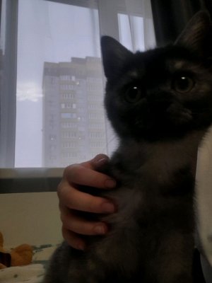 расказываю о своём котёнке