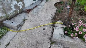 Знакомство с соседями. Капельный полив, удобрения и садовые хлопоты _ (Дом в Португалии)