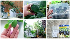 7 марта. Коллекция томатов пополнилась новыми сортами. Обзор укоренённых цветов.