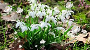 С 8 Марта 1! Музыкальная открытка от Киностудии Мудрого Кота Тимофея!