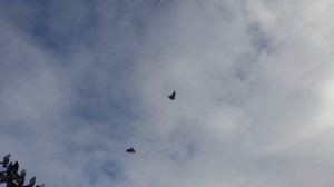 Николаевские голуби пара на детей