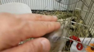 Дымка на задних лапах