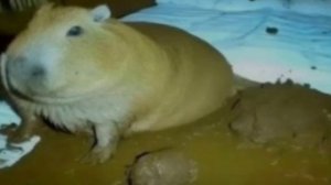 Radio 2000  OST GoreBox.