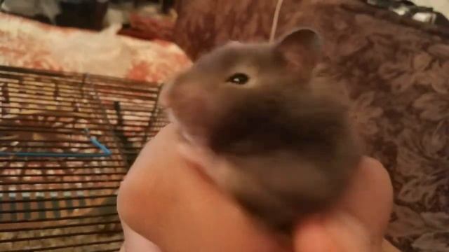 Чернушка на клетке ест морковь