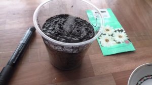 Первые всходы катананхе на рассаду