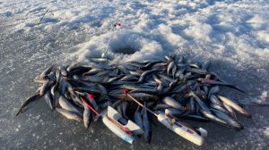 КОРЮШКА ПРЁТ, ВЕСНА ПРИШЛА, ПОСЛЕДНИЙ ЛЁД ЮЖНОГО БЕРЕГА ФИНСКОГО ЗАЛИВА/