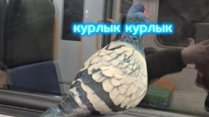 просто стрим.