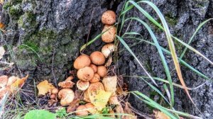 Грибными тропами иду - песня на мои стихи(с ии)