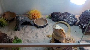 Моя ящерица Эгби