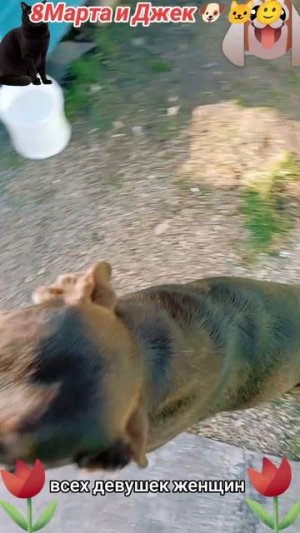 8Марта и Джек🐶🐱😅