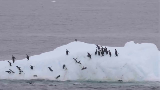 Турист в Антарктиде заснял