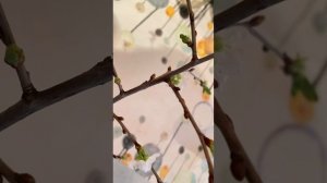 Расцвела яблоня на окошке. Сделайте также.