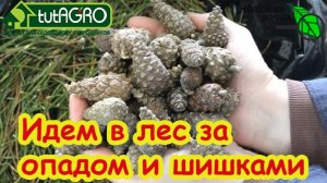 🌲 БЕСПЛАТНОЕ ЗОЛОТО из леса: вот зачем умные огородники несут в сад хвойный опад и шишки!