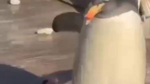 🐧Пингвины дарят камешки своим самкам🐧