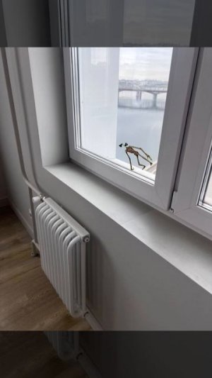 маленький сиреноголовый