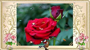 С 8 Марта Поздравление 7 от Киностудии Мудрого Кота Тимофея!