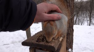 Покормил Толстую