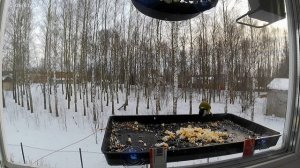 Птички осваивают новую кормушку