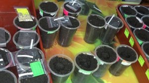 ПОСЕВЫ 2026-53. Посев томатов для открытого грунта поштучно в стаканчики.