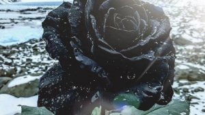 symbiont - осознание