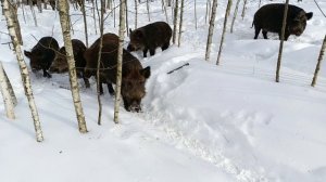 Охота на Кабана