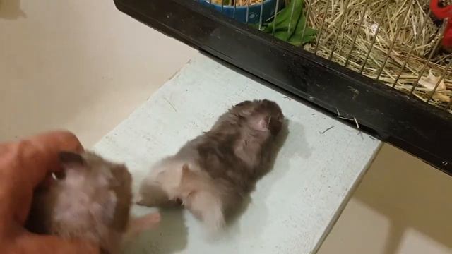 2 день Спарив  черн с черн трах нет