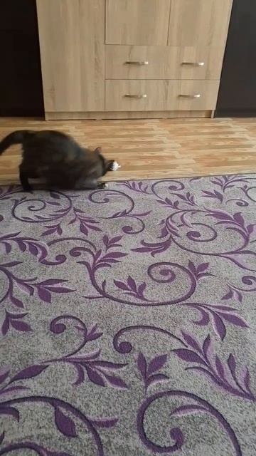 Про нашу кошечку, мы не забыли, тоже поздравили с праздником, в её случае с прошедшим днём кошек