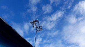 Николаевские голуби 08.03.26 г