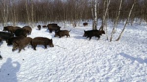 Охота на Кабана