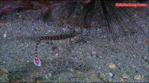 Подводный мир.Релакс.