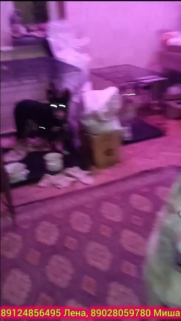 Сегодня женщинам цветы, собакам по сосиске! #питомцы #собака #приют #спасение #еда #сосиски #цветы