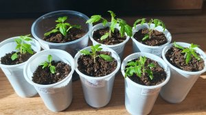 Подкормки рассады томатов по-новому.Упрощённый способ фертигации от Виктора Шадрина.