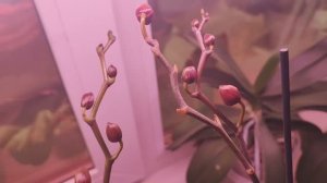 #178 ОрхоVLOG пройдём по цветущим. Детки распустились.