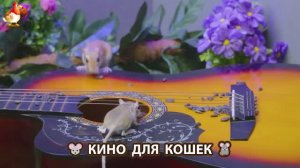 Видео для кошек про крысок развлекать питомцев 🐭🐀😂 (478)