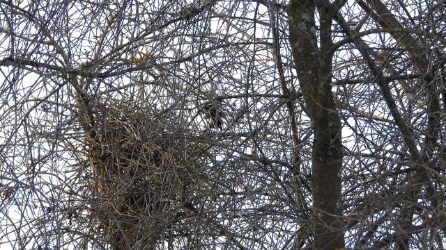 голоса птиц, крик Сороки у гнезда, наблюдение птиц в Великом Новгороде, 8 марта 2026