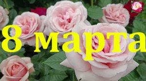 С праздником, милые дамы!