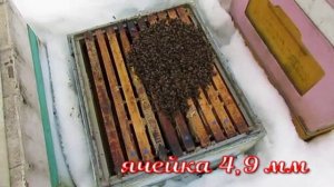 как зимует на воле карника , которую я перевел на ячейки меньшего размера, 8.03.2026