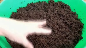 Грунт для выращивания рассады. Какой выбрать? Как я проводила испытания магазинного грунта.