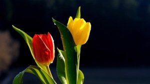 Больше, чем просто жена. Поздравление