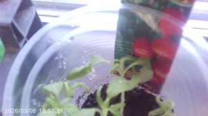 Обзор томатов февральской посадки - сорт Оля Ф1