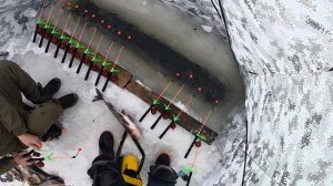 Космический выход толстолоба зимой со льда