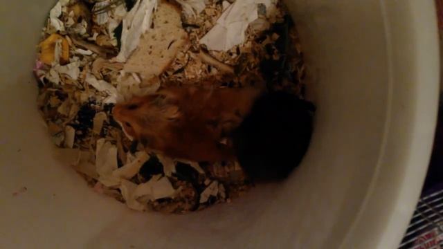 Расхомячение 1