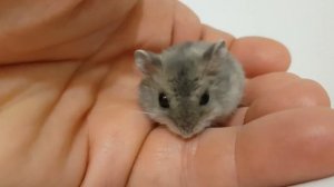 Джунгарик на ладони 20220916 085557