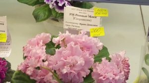 07.03.2026.Москва.Выставка фиалок в Доме фиалок.Есть новые сорта!