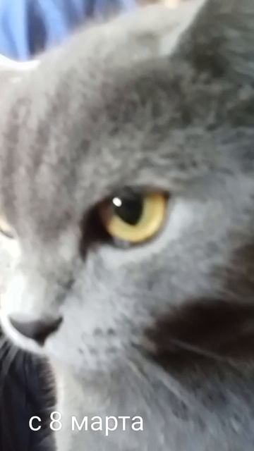 с 8 мартом вас