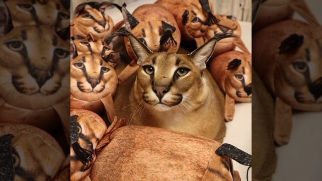 Эдит смотреть онлайн