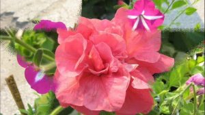 КЛИП -  Праздник ждём 8 марта!.. Лепетан Мор Фильм.