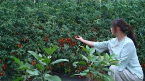 Помидоры черри — это и овощ, и фрукт!