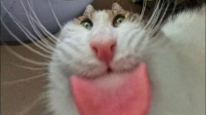 смешные видео 😂😅😅😂😂😁😁😁