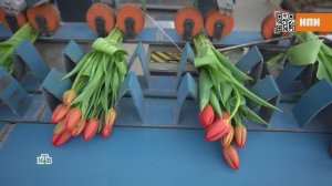 От теплицы до букета: секреты сохранения свежести тюльпанов | «НашПотребНадзор»